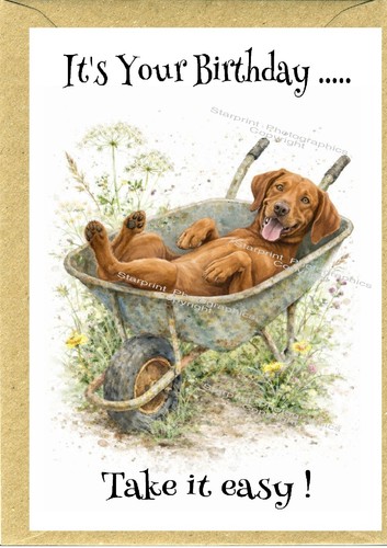 Hungarian vizsla dog birthday - vizsla,