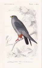 1861 RED-FOOTED FALCON Bird Print - Antique Wall Art - 5.75 x 9.75 Inches