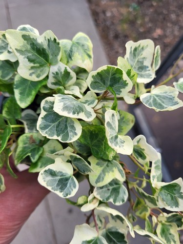 Trailing variegated ivy - 6x,
