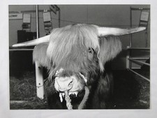 Highland Steer Lachie Lays Veronica Lake Hairdo Smithfield Show 1982 Press Photo