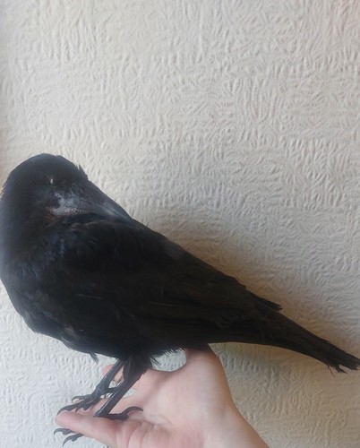 Taxidermy rook not mounted - ,