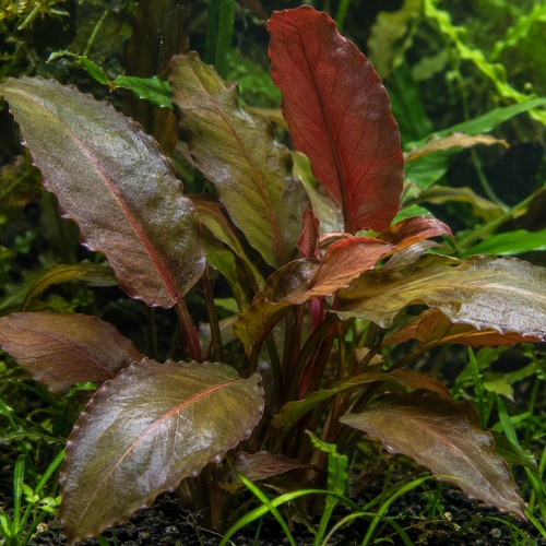 Lagenandra meeboldii red live - lagenandra,