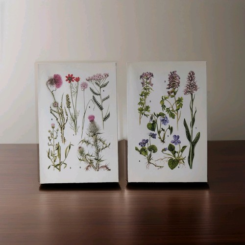 Wildflower vintage botanical - wildflower,