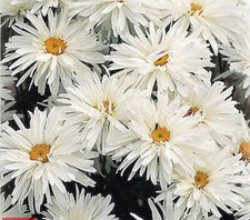 6  Chrysanthemum Crazy Daisy Shasta Daisy  Herbaceous Perennial Plug Plants