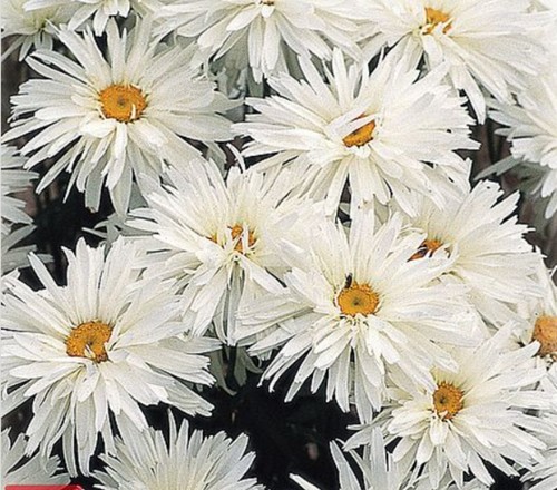 Chrysanthemum crazy daisy - chrysanthemum,