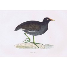 BIRDS Moor Hen - Hand Coloured Antique Print 1891 by Rev FO Morris