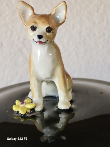Rare chihuahua dog - chihuahua,