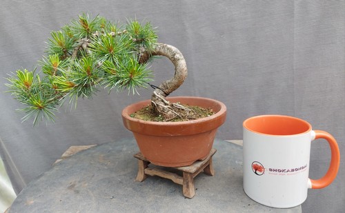 Japanese white pine - japanese, bonsai