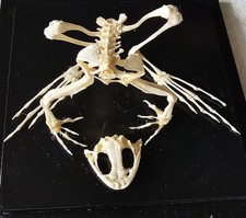 Frog Skeleton Taxidermy Philip