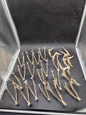 Assorted Roe And Muntjac Jaw