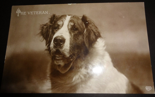 The veteran bernard - bernard, dog
