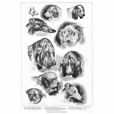 DOGS at The Kennel Club Dog