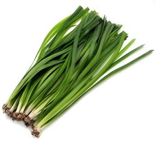 Vallisneria Gigantea Giant