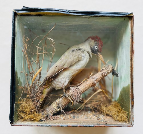 Antique victorian taxidermy - victorian,