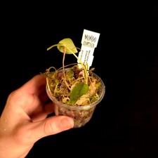 Monstera sp. Costa Rica - Very