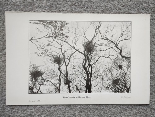 Heron nests hornsea mere - heron's,