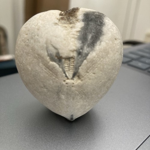 Fossil flint echinoid sea
