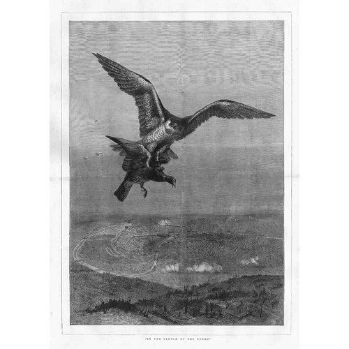 Hawking falcon taking pigeon - hawking, a