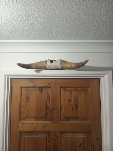 Taxidermy domestic bull - taxidermy,