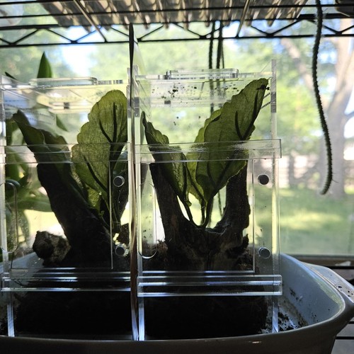 Jumping spider enclosure - spider,