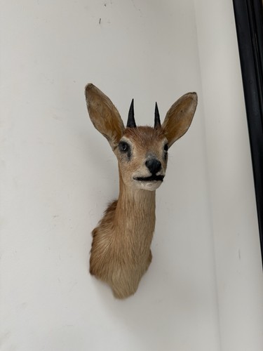 Vintage taxidermy cape grysbok - vintage,