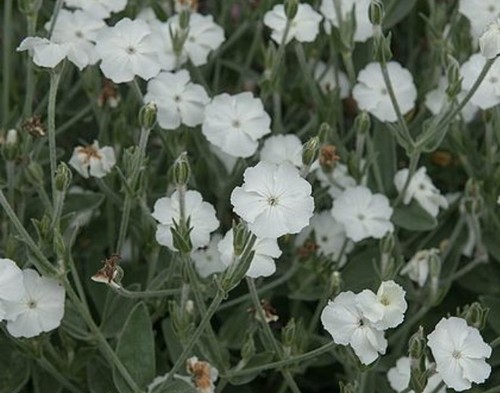 Lychnis coronaria alba - x, 'alba'