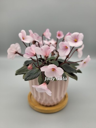 Miniature plant jolly gala - miniature, 'jolly