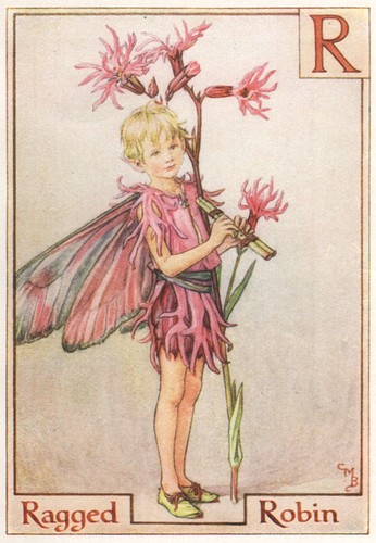 Ragged robin fairy by - robin,