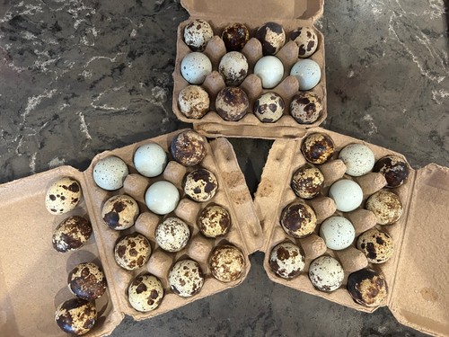 Quail hatching eggs - +quail,