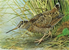 Woodcock Vintage Bird Picture