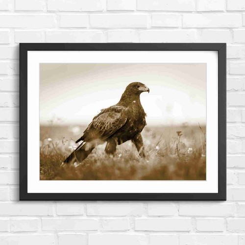 Russet brown harris hawk - harris,
