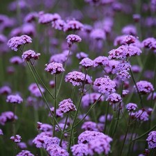 Verbena bonariensis 2l pot - bonariensis,