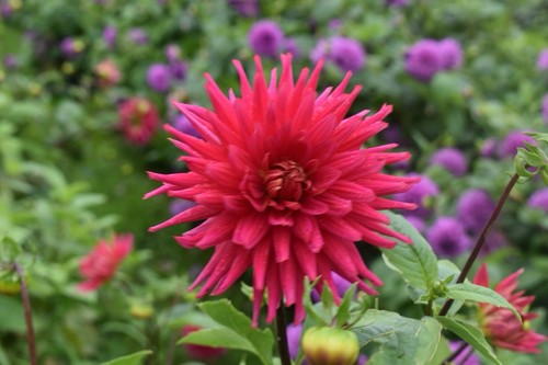 Dahlia tuber prefet - tuber,