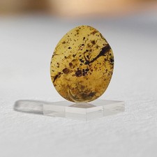 SCORPION in Burmese / Burmite