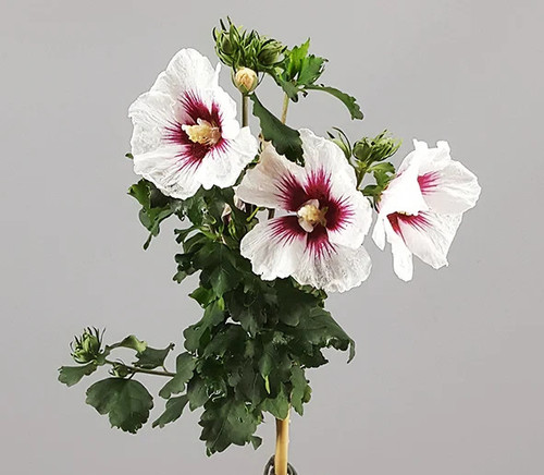 Red heart hibiscus - cm,