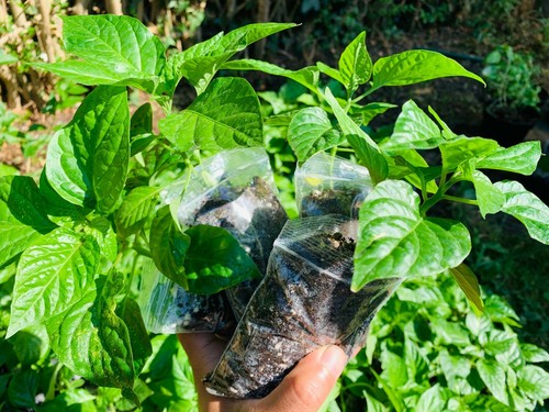 Naga chilli plants - naga,