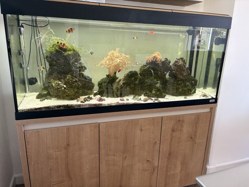 Fluval roma 240l fish tank - fish,