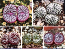 Conophytum Obcordellum mix