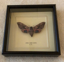 Real Eyed Hawk Moth - Hand Set