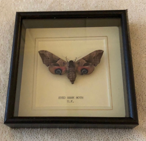 Real eyed hawk - eyed, moth