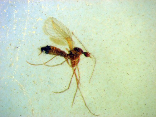 Cretaceous amber fossil - cretaceous,
