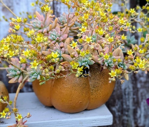 Succulent graptosedum darley - graptosedum,