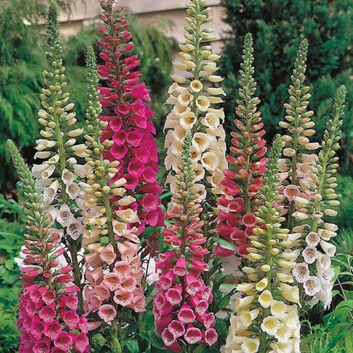 Dwarf foxglove digitalis - dwarf,