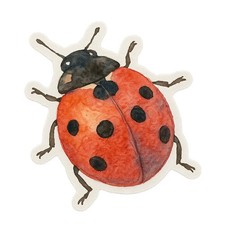 Ladybug 9x9cm Car Decal
