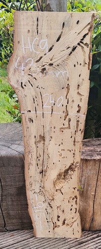 Live edge spalted chestnut - live,