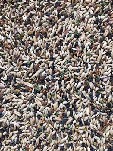 Canary breeder mix - mix, with