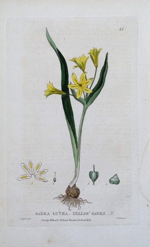 Original antique botanical - original,