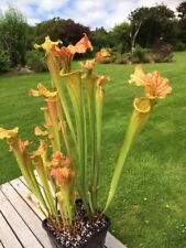 Sarracenia Seed Orange Vein x