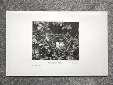 Nest of Lesser Redpoll