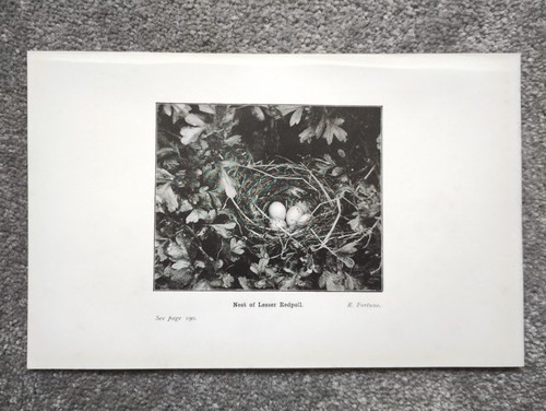 Nest lesser redpoll - nest,